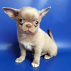 Photo №1. chihuahua - for sale in the city of Vienna | 400$ | Announcement № 38273