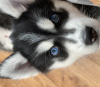 Photo №2 to announcement № 9455 for the sale of siberian husky - buy in Ukraine private announcement