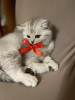 Photo №4. I will sell british shorthair in the city of Berlin. breeder - price - 740$