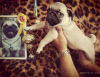 Photo №2 to announcement № 13255 for the sale of pug - buy in Ukraine from nursery