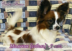 Photo №1. papillon dog - for sale in the city of Rostov-on-Don | negotiated | Announcement № 7303