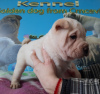 Photo №1. shar pei - for sale in the city of Москва | negotiated | Announcement № 18105