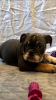 Photo №4. I will sell english bulldog in the city of Hannover. private announcement, breeder - price - 423$