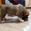 Additional photos: Central Asian shepherd puppy.