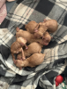 Additional photos: F1B Cavapoo pups