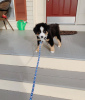 Photo №1. australian shepherd - for sale in the city of Gumbostrand | 300$ | Announcement № 120251