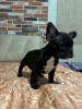 Photo №4. I will sell french bulldog in the city of Bremen. private announcement - price - 380$