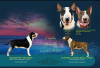 Photo №1. bull terrier - for sale in the city of Жлобин | negotiated | Announcement № 15218
