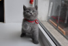Photo №3. Gray British shorthair kittens. United States