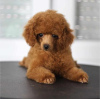 Photo №3. Miniature poodle puppies for sale. Serbia