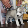 Additional photos: Siberian Husky puppies