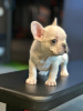 Photo №1. french bulldog - for sale in the city of Berlin | Is free | Announcement № 16196