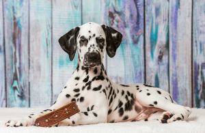 Photo №4. I will sell dalmatian dog in the city of Cherepovets. from nursery - price - 584$