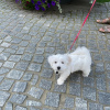 Photo №2 to announcement № 95239 for the sale of maltese dog - buy in Germany breeder