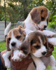 Photo №1. beagle - for sale in the city of Munich | 687$ | Announcement № 50228