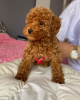 Photo №1. poodle (toy) - for sale in the city of Zrenjanin | negotiated | Announcement № 103894