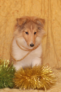 Photo №1. shetland sheepdog - for sale in the city of Ryazan | 646$ | Announcement № 4885