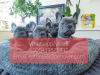 Photo №1. french bulldog - for sale in the city of Zürich | 402$ | Announcement № 11314