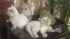 Additional photos: Quality Scottish Fold Kittens