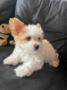 Photo №1. west highland white terrier, chihuahua - for sale in the city of Bienne | negotiated | Announcement № 58319