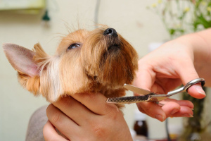 Photo №2. Service of the groomer in Kazakhstan. Price - 20$. Announcement № 419