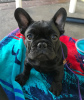 Additional photos: Beautiful french bulldog puppies for sale male and female