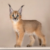 Photo №2 to announcement № 85107 for the sale of caracal - buy in United States breeder