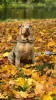 Photo №1. shar pei - for sale in the city of St. Petersburg | 828$ | Announcement № 13374