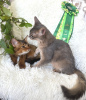 Photo №3. Somali kittens. Latvia