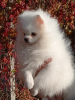 Photo №1. pomeranian - for sale in the city of Апостолово | 807$ | Announcement № 13944