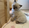 Additional photos: Ragdoll kitten