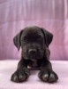 Photo №2 to announcement № 11408 for the sale of cane corso - buy in Poland private announcement