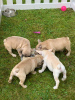 Photo №2 to announcement № 99948 for the sale of french bulldog - buy in Germany private announcement, from nursery