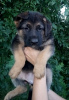 Photo №3. German shepherd puppies for sale. Moldova