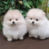 Photo №1. pomeranian - for sale in the city of Paris | negotiated | Announcement № 71047