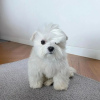 Photo №1. maltese dog - for sale in the city of Paris | negotiated | Announcement № 71043