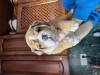 Photo №1. english bulldog - for sale in the city of Minsk | 634$ | Announcement № 93019