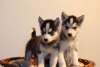 Photo №1. siberian husky - for sale in the city of Братислава | negotiated | Announcement № 71117