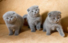 Photo №1. scottish fold - for sale in the city of Амстердам | 264$ | Announcement № 124251