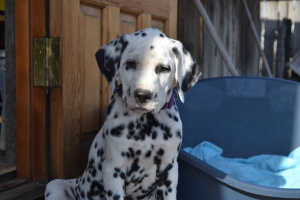 Photo №3. Dalmatian puppies for sale!. Russian Federation
