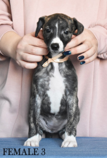 Photo №1. whippet - for sale in the city of Yeisk | 384$ | Announcement № 5634