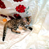 Photo №2 to announcement № 10473 for the sale of bengal cat - buy in Russian Federation from nursery, breeder