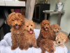 Photo №2 to announcement № 13360 for the sale of poodle (royal), poodle (toy) - buy in Switzerland private announcement