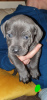 Photo №3. Staffordshire Bull terrier puppies available.. United Kingdom