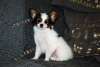 Photo №1. papillon dog - for sale in the city of Kiev | 1374$ | Announcement № 69592