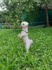 Photo №1. Mating service - breed: maltese dog. Price - negotiated
