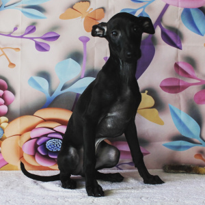 Photo №1. italian greyhound - for sale in the city of Permian | 643$ | Announcement № 6069