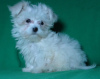 Photo №3. Puppy of the Maltese. Show class.. Belarus