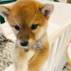 Photo №2 to announcement № 85323 for the sale of shiba inu - buy in Lithuania private announcement