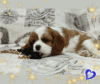 Additional photos: Cavalier King Charles Spaniel promising boy